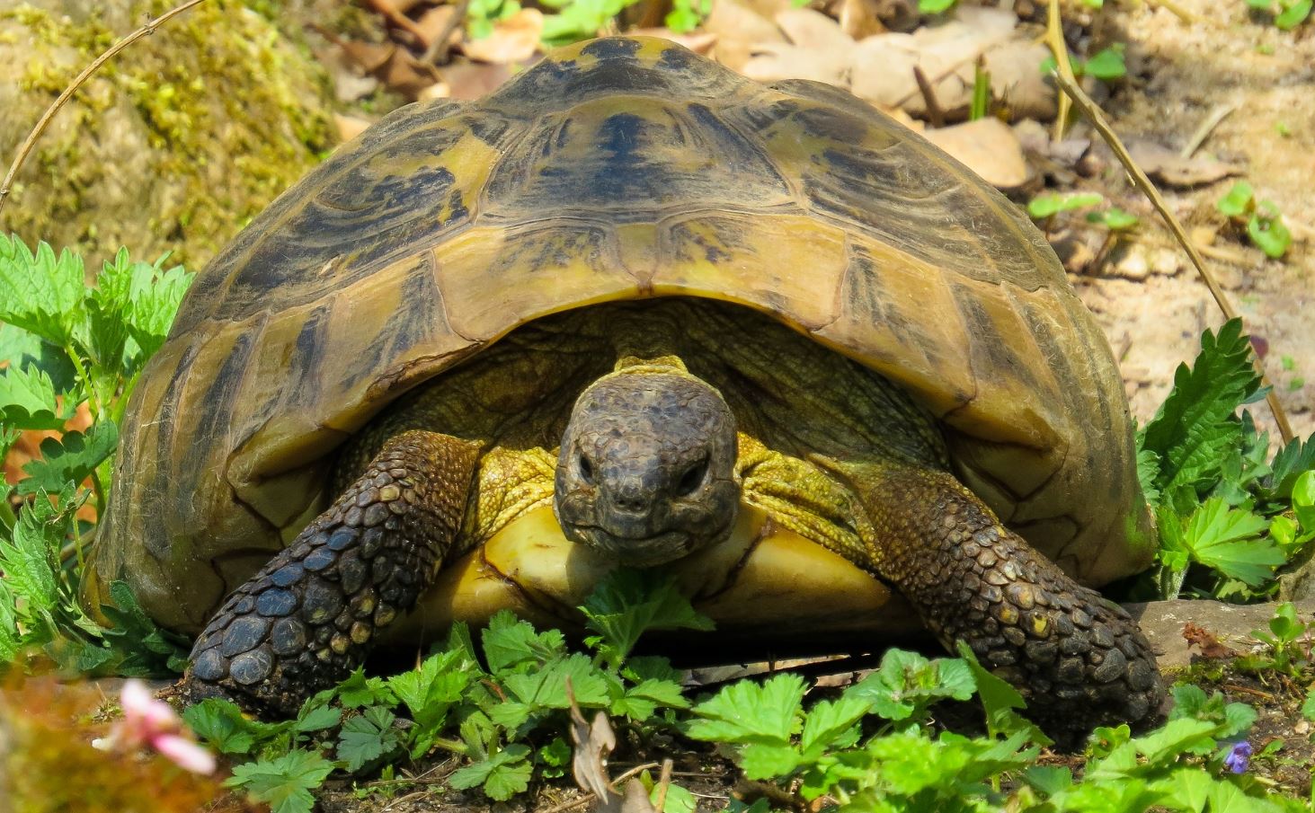 Черепахи – Coral Strand Smart Choice 4*, Сейшелы, остров Маэ, Бо-Валлон