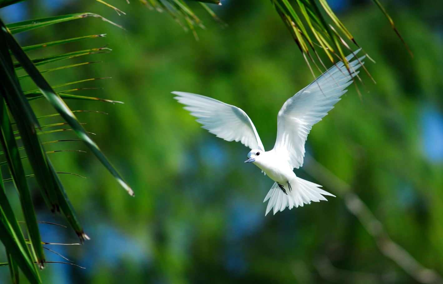 Дикая природа Сейшельских островов – Coral Strand Smart Choice 4*, Сейшелы, остров Маэ, Бо-Валлон