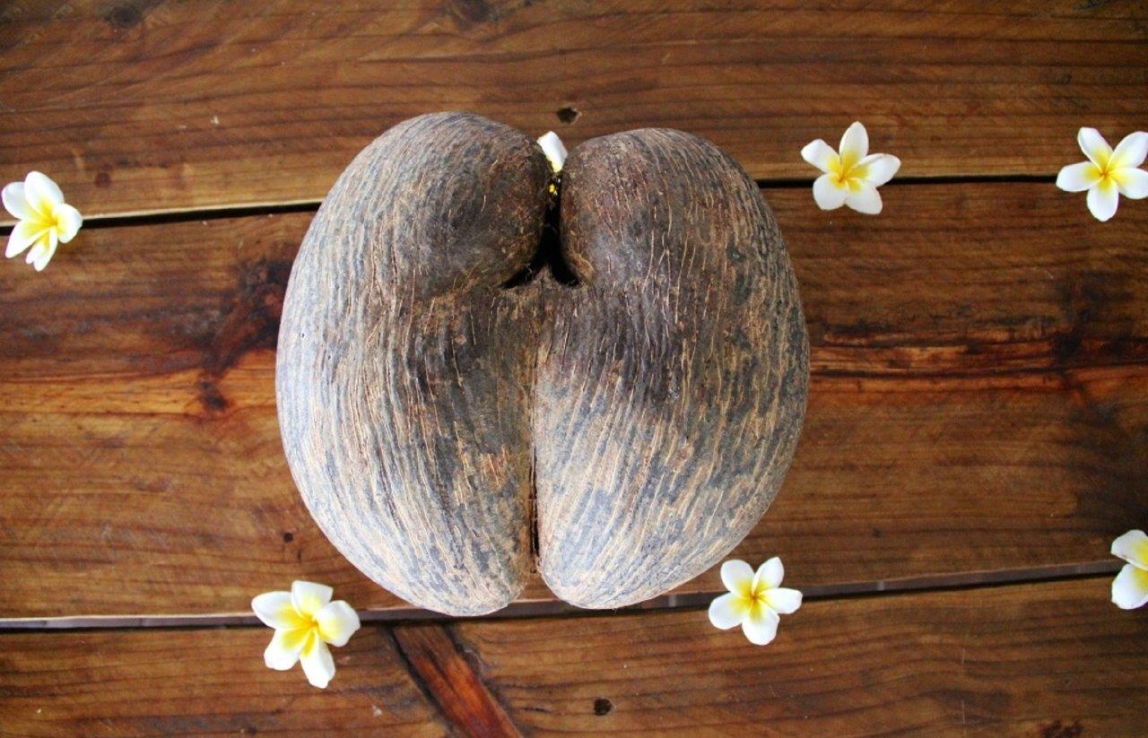 Coco de Mer - the famous fruit of the Seychelles – Coral Strand Smart Choice 4*, Beau Vallon, Mahe Island, Seychelles