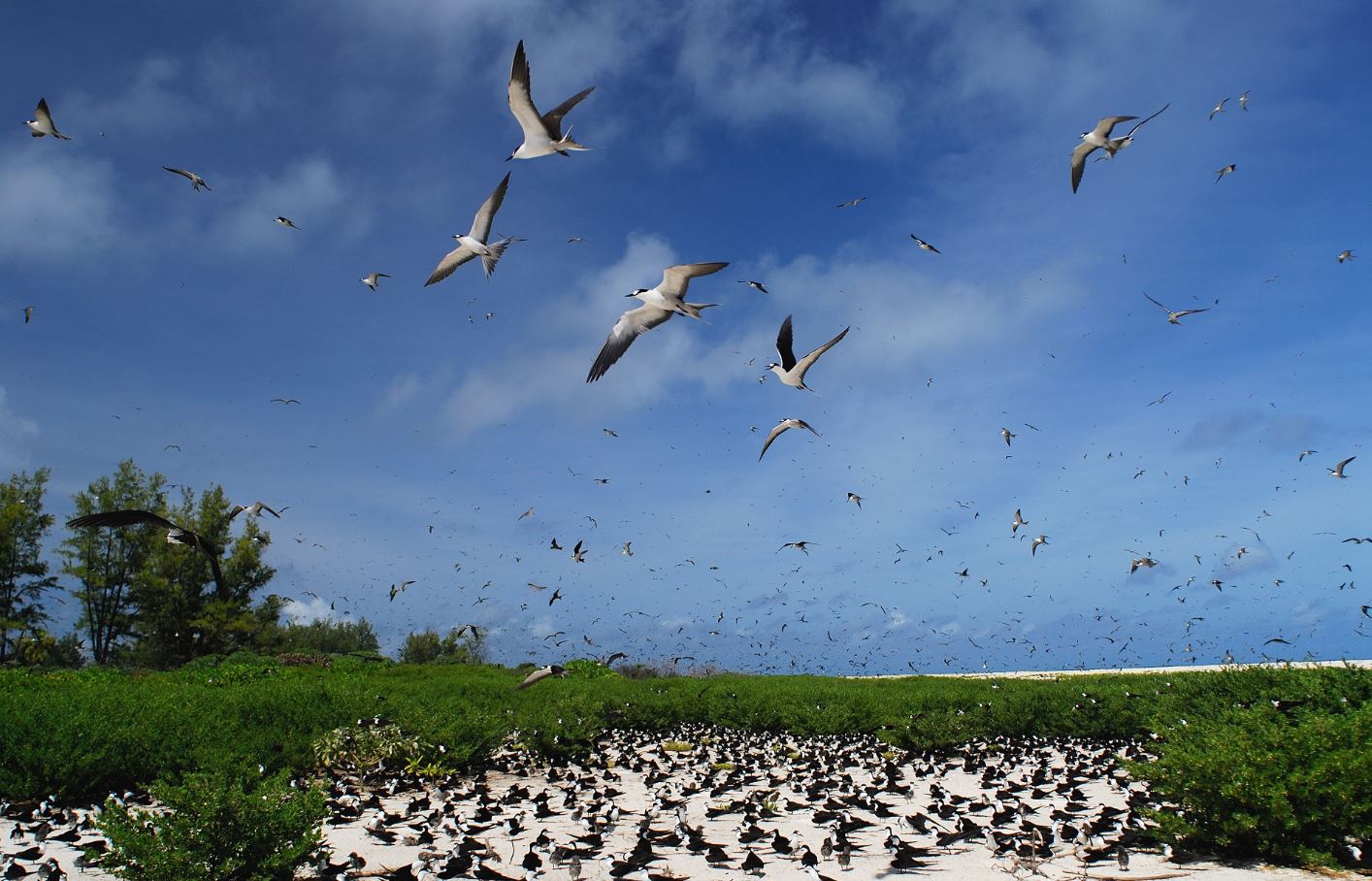 Birdwatching in Seychelles   – Coral Strand Smart Choice 4*, Beau Vallon, Mahe Island, Seychelles