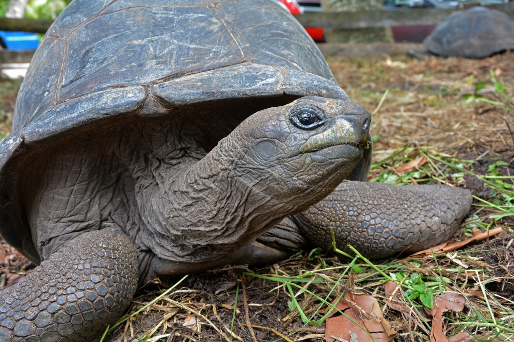Aldabra tortoise.jpg
