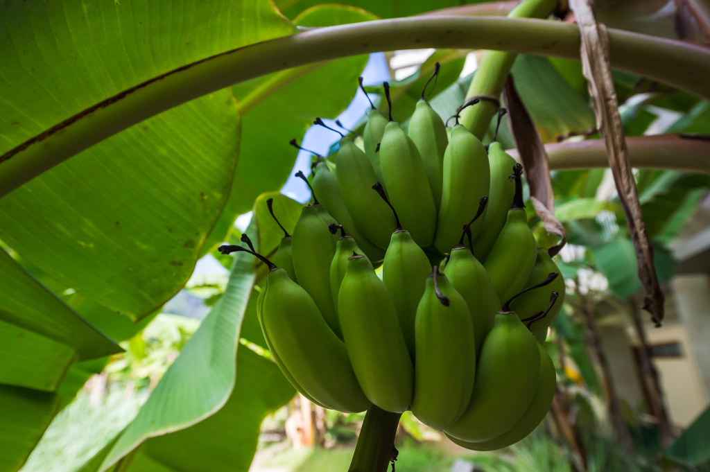 Seychelles fruits