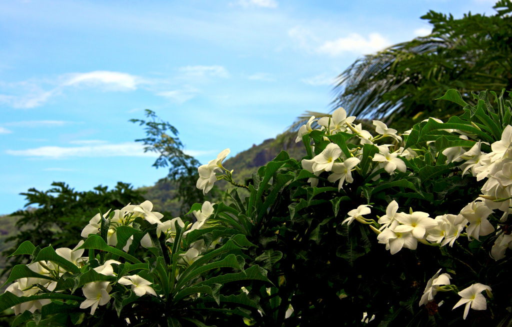 Seychelles flora