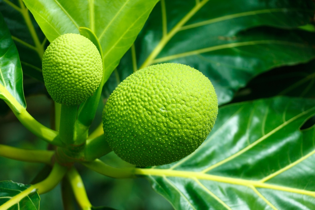 jackfruit