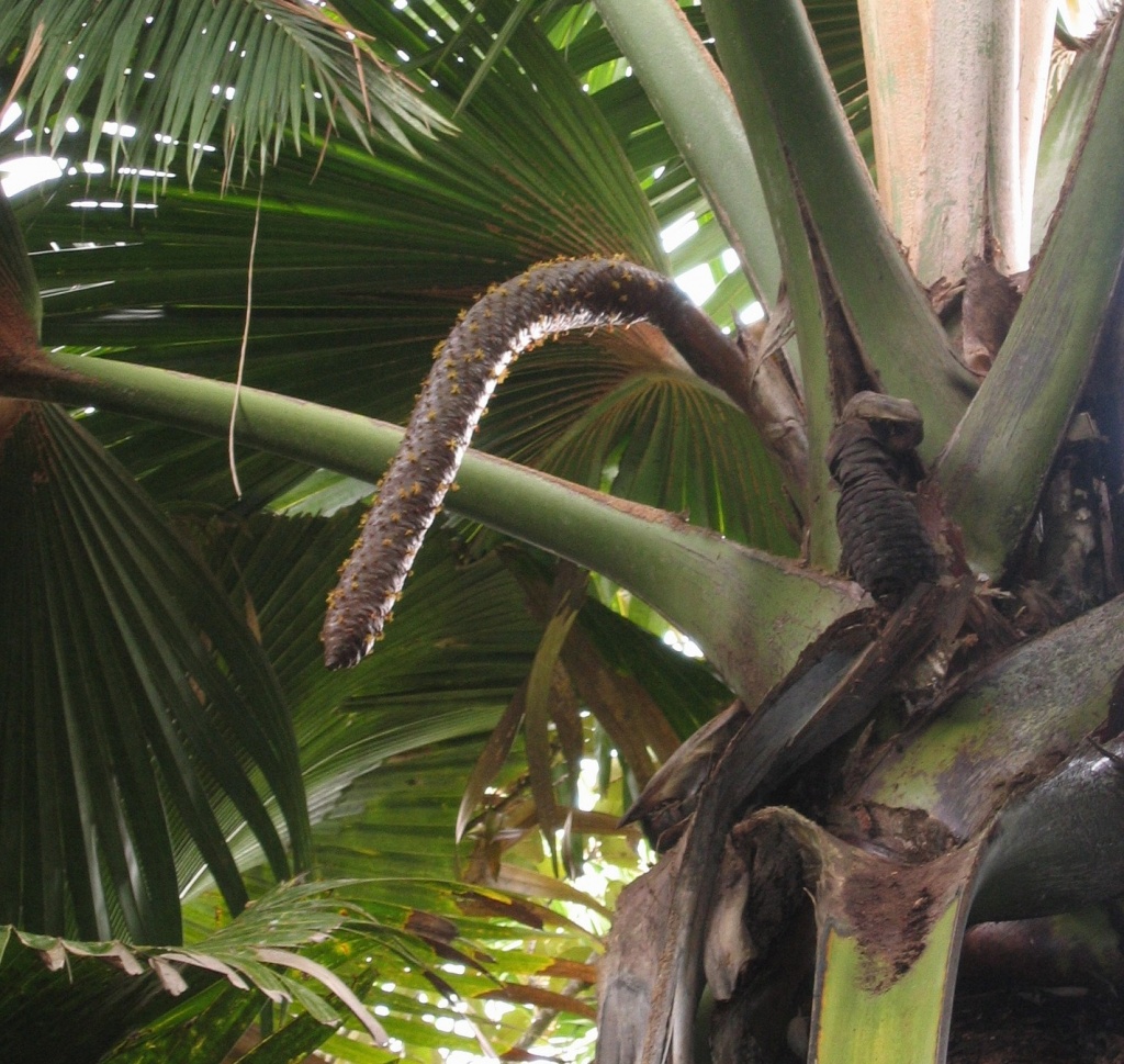 male plant of coco de mer