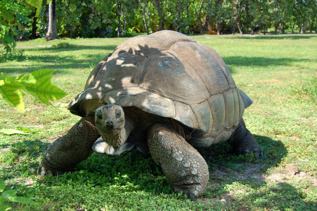IMG15 Giant Tortoise.jpg