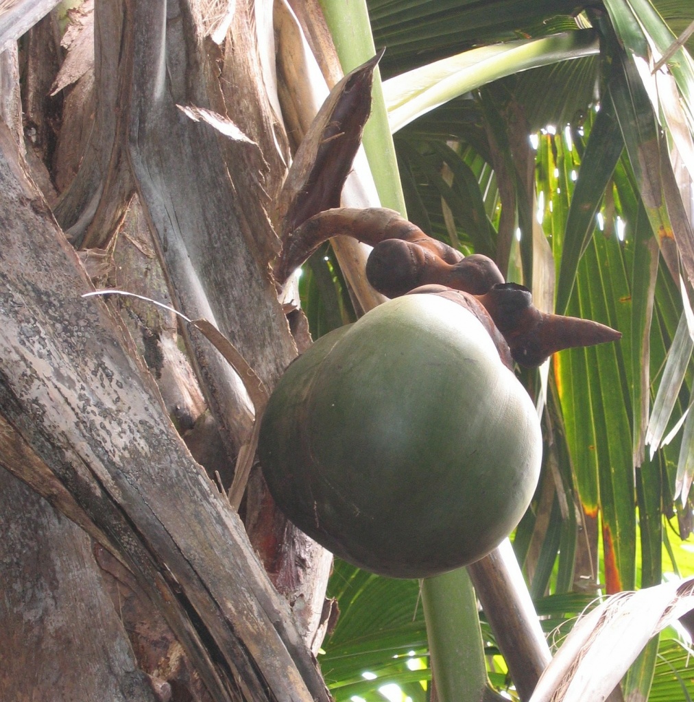 female plant of coco de mer