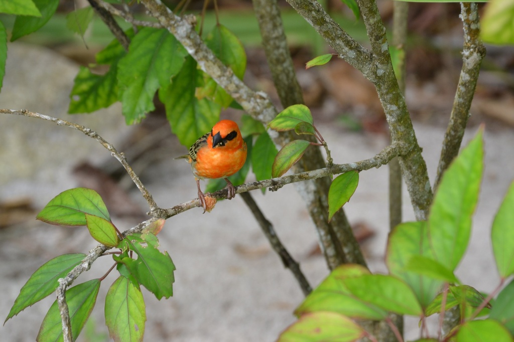 Bird island.jpg